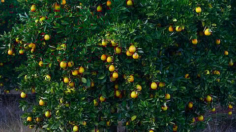 SA takes WTO action against EU over citrus regulations