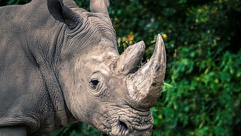 FT: SA proposes a controversial medical tourism plan involving rhino horns