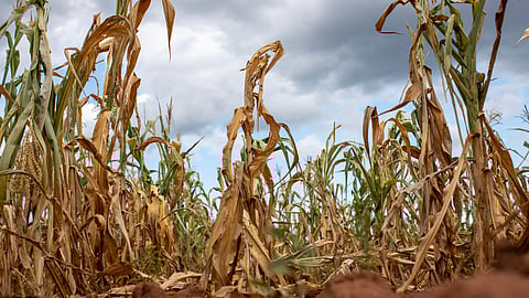 Over half of Zimbabwe need food aid amid El Niño havoc