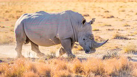 Rhino rescue: Billionaire-backed initiative relocates 40 herd members to safety