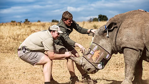 Wits-led project begins putting radioactive pellets into rhino horns to deter poachers