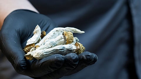 Optimi Health granted license to export psychedelics to Australia