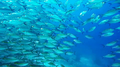 Sardine run delay: Climate change threatens SA fisheries and tourism