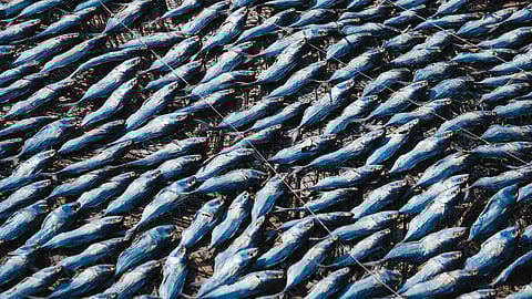 Aquaculture surpasses traditional fisheries, hit record production in 2022