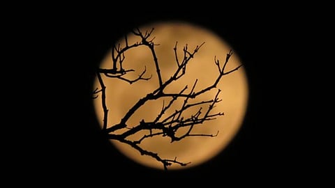 Tragic irony: As SADC summit nears, Zimbabwe faces a crisis – Cathy Buckle