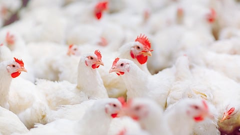 Ted Black: NOT buying Rainbow shares isn’t chicken, it’s the rational move