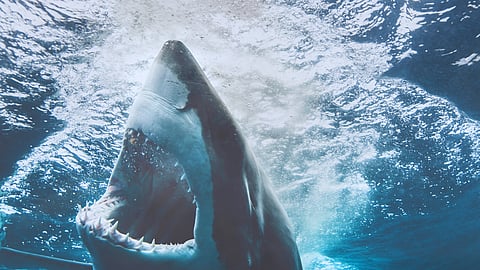 From fear to fascination: The ‘Jaws’ effect on the perception of sharks