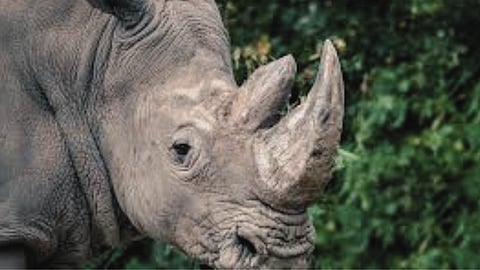 Why South Africa’s Rhino horn stockpiles are fuelling the poaching crisis