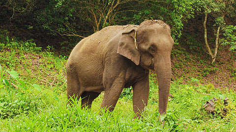 Cathy Buckle: Zimbabwean team rescues a young elephant from deadly snare