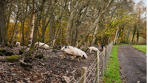 Saffer Roos drops top London job to launch digital livestock market, LiveStockEx