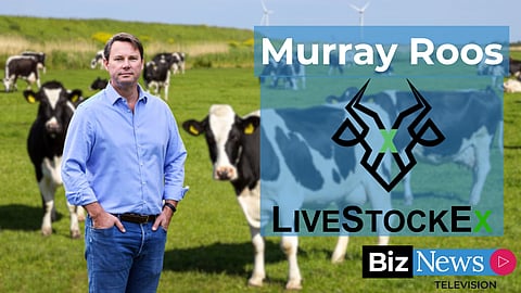 Saffer Murray Roos is driving the cattle market from the 90s into the digital age