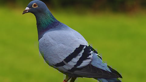 Pigeons and AI: Bird brain gets a dinner table upgrade