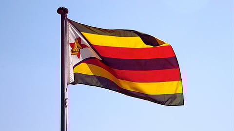 Cathy Buckle: The Ghost Bird and the bizarre back-pocket