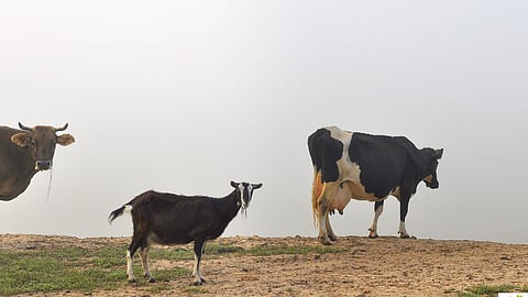FT’s Simon Kuper – Goats over Cows: Limpopo’s battle for survival in a drying world