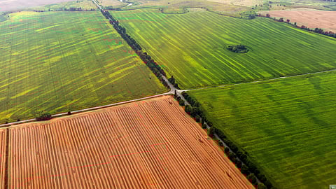 Market-driven land reform: A solution for South Africa’s future