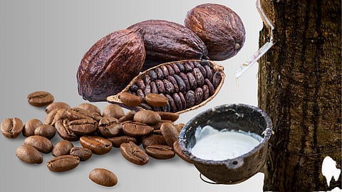 Tropical crop prices soar, but farmers struggle with climate impact – David Fickling