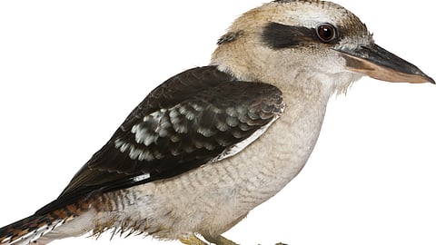 Feathered spies or satirical lies? Birds aren’t real!