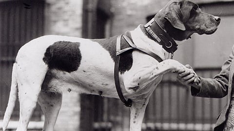 Judy: From ship’s mascot to war heroine