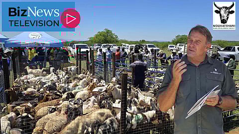 Mdukatshani Rural Livestock Project helps rural goat farmers to scale new heights – Rauri Alcock