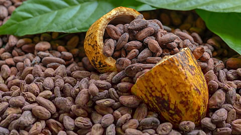 FT:Â How illegal gold mining is fuelling a chocolate shortage