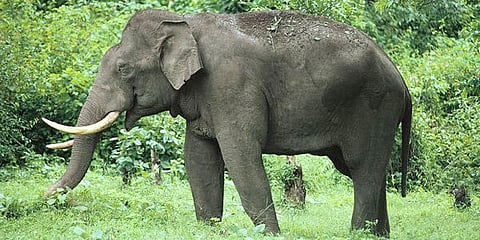 हाग्रानि मैदेरा सासे सुबुंनि जिउ खहा खालामदों