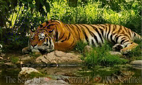 रयेल बेंगल मोसाया रौटानि बर’बाजार ओनसोलाव गिनाय सोमजिहोदों