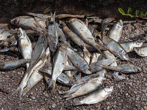 लाउखुवा अवाइल्ड लाइफ सांकचुरिआव रोजा रोजा ना थैनाय मोन्नो हादों