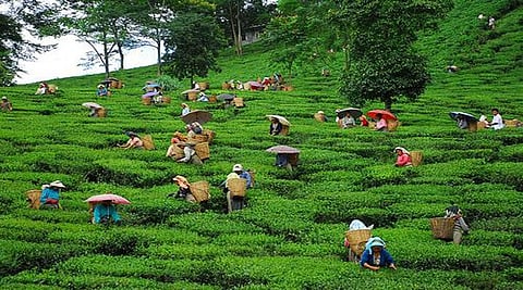 आडिवासिफोरनि मोन 108 हारिसाफोरखौ ट्रायबेल बिल आव लाफानांगौ: एसीएमएस