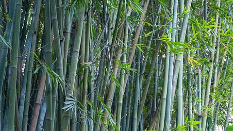 Bamboo plays a crucial role in combating climate change