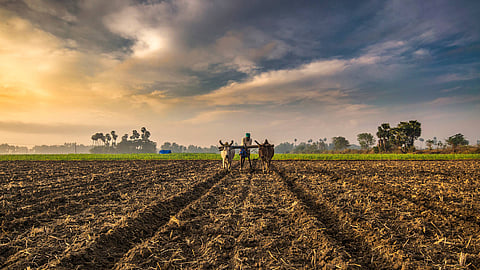 File picture of a farmer at work in India