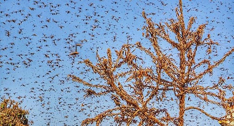 Increased numbers of cyclones create ideal conditions for insect-pest outbreaks