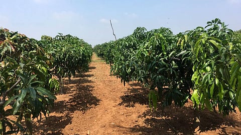 Plant more trees to save the world