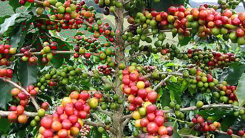 Coffee proved to be most vulnerable with negative climate impacts dominating in all main producing regions