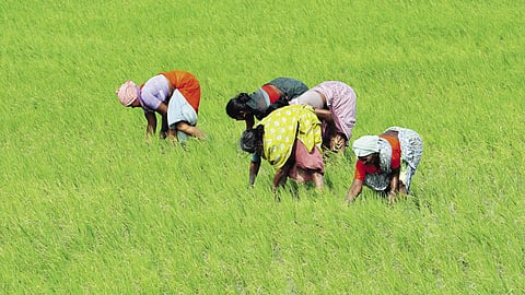 Farmersare only being compensated for higher cultivation costs