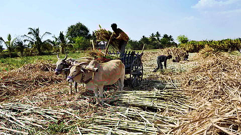 Farming sugar in India. Picture credit: Sanjay Borade