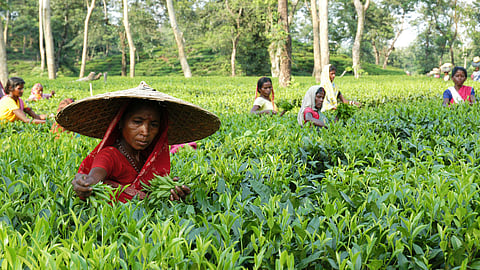 The tea industry needs to stand on its own feet