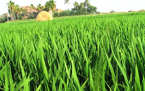 Across Asia, methane is largely released in rice cultivation