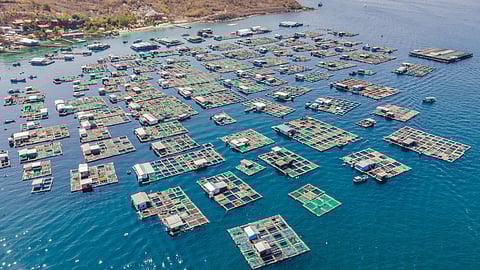 Sea6 Energy uses tropical seaweed to produce bioplastics, showcasing their potential in advancing circularity goals