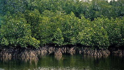 The total carbon sequestration potential of India’s mangroves is estimated to be 702.42 million tonnes of CO2