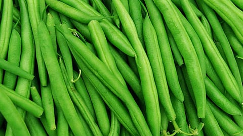 Beans release 90 per cent fewer greenhouse gases than some animal proteins
