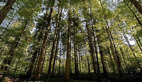 The world lost 258,000 sq km of forests in 2020