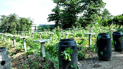 Sustainable farming is the only way ahead