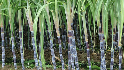 Co 0238 sugarcane variety in Uttar Pradesh has seen increased incidences of red rot