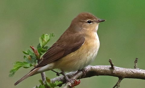 Garden warblers saw a decrease in offspring by 26 per cent, which can be detrimental to the species