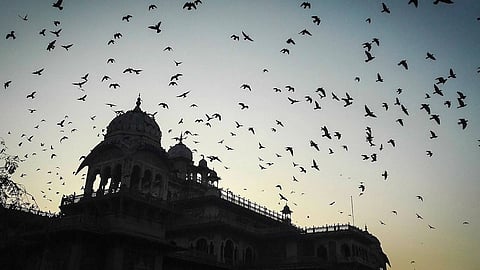 File picture of birds flying in the night sky.