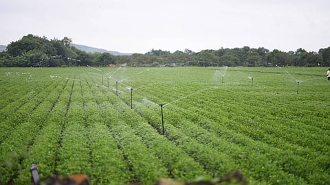 Drip and Sprinkler Irrigation promotes the efficient use of water at the farm level