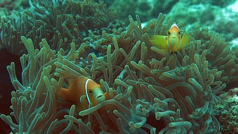 Anemone fish in a Lakshadweep coral