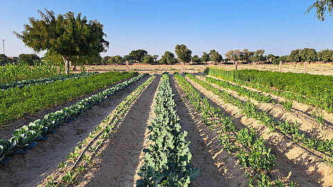 Mharo Khet supplies extensively to the city’s culinary establishments, and also beyond