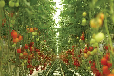 Hydroponics is a method of growing plants in a water-based, nutrient rich solution