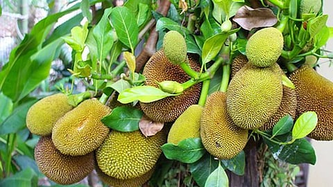 Traditionally, as much as 80 per cent of the fruit grown in Kerala